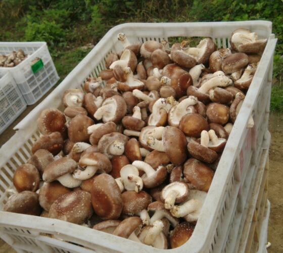 食用菌2.jpg 食用菌2.jpg